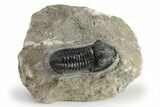 Detailed Gerastos Trilobite Fossil - Morocco #226603-1